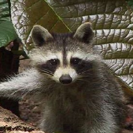 raccoon